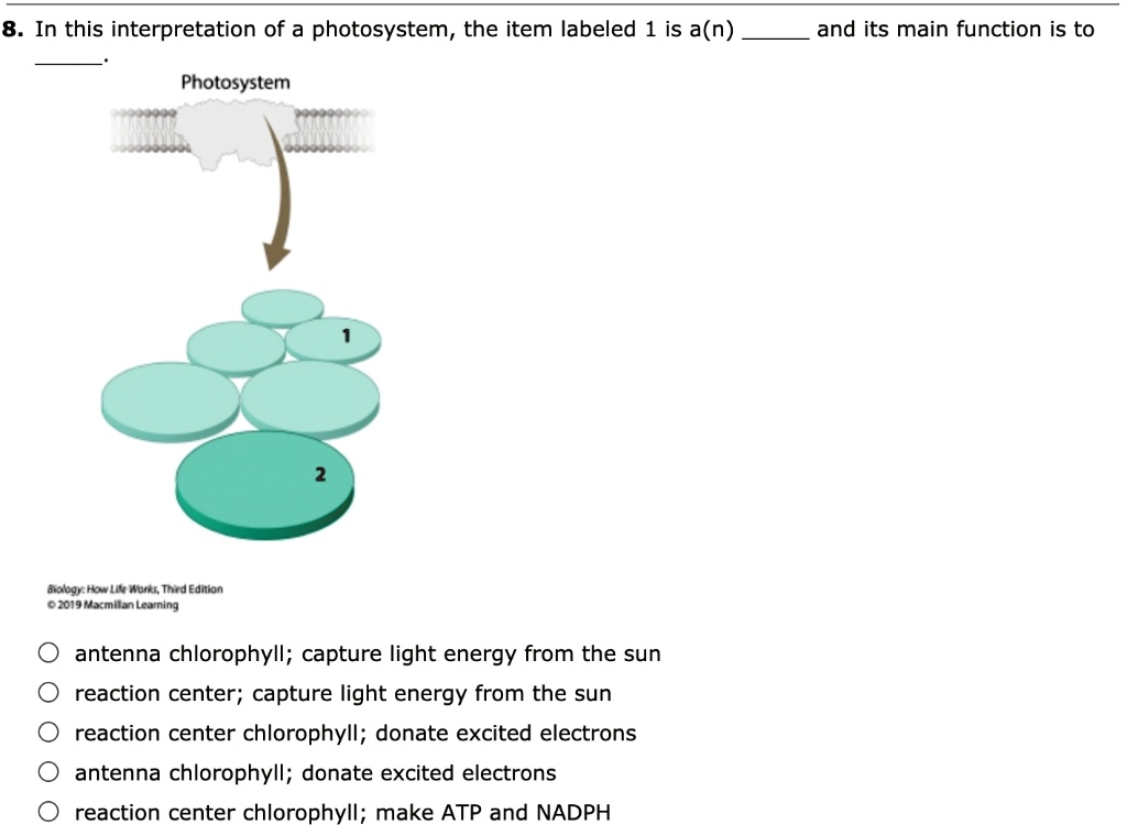 SOLVED In this interpretation of a photosystem, the item labeled 1 is