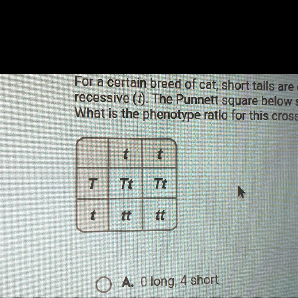 SOLVED ' PLEASE LOOK AT PICTURE For a certain breed of cat, short tails are dominant (T) and