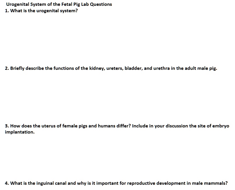 SOLVED Urogenital System of the Fetal Pig Lab Questions 1. What is the