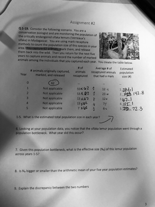 Assignment #2

Q 1-19. Consider the following scenario. You are a conservation biologist and are monitoring the population of the critically endangered sifaka lemurs (Verreaux's sifaka) in Madagascar. You are using mark-recapture methods to count the population size of this species in your area. You capture 62 animals, mark them, and release them back into the wild. Then you return for the next five years to capture animals and record the number of marked animals among the individuals that you captured each year. You create the table below.

Year | # animals originally captured, marked, and released | # of animals recaptured | Average # of recaptured animals that had a mark | Estimated population size (#)
—|—|—|—|—
0 | 62 | – | – | –
1 | Not applicable | 55 x 62 / | 12 = | 1. 284.1
2 | Not applicable | 53 x 62 / | 23 = | 2. 142.8
3 | Not applicable | 13 x 62 / | 12 = | 3. 67.1
4 | Not applicable | 13 x 62 / | 7 = | 4. 115.1
5 | Not applicable | 7 x 62 / | 6 = | 5. 72.3

1-5. What is the estimated total population size in each year?

6. Looking at your population data, you notice that the sifaka lemur population went through a population bottleneck. What year did this occur?

7. Given this population bottleneck, what is the effective size (Ne) of this lemur population across years 1-5?

8. Is Ne bigger or smaller than the arithmetic mean of your five year population estimates?

9. Explain the discrepancy between the two numbers.