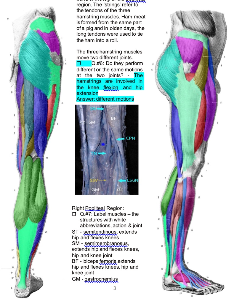 Hamstring Pig label the pictures below region the strings refer to the tendons of the ...
