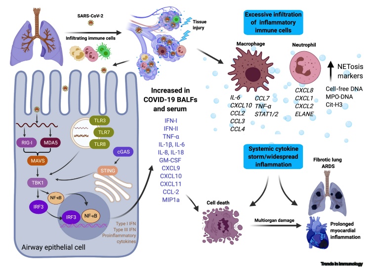 SOLVED: SARS-Cov-2 Excessive infiltration of inflammatory immune cells ...