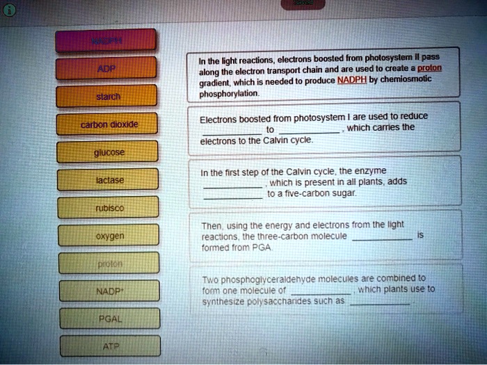 NADPH
ADP
starch
carbon dioxide
glucose
lactase
rubisco
oxygen
proton
NADP+
PGAL
ATP
In the light reactions, electrons boosted from photosystem II pass along the electron transport chain and are used to create a proton gradient, which is needed to produce NADPH by chemiosmotic phosphorylation.
Electrons boosted from photosystem I are used to reduce  to , which carries the electrons to the Calvin cycle.
In the first step of the Calvin cycle, the enzyme , which is present in all plants, adds  to a five-carbon sugar.
Then, using the energy and electrons from the light reactions, the three-carbon molecule  is formed from PGA.
Two phosphoglyceraldehyde molecules are combined to form one molecule of , which plants use to synthesize polysaccharides such as .
