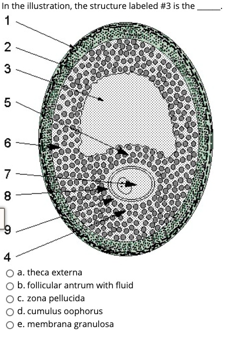 SOLVED: In the illustration, the structure labeled #3 is the theca ...