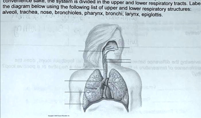 SOLVED: Text: Label the diagram below using the following list of upper ...