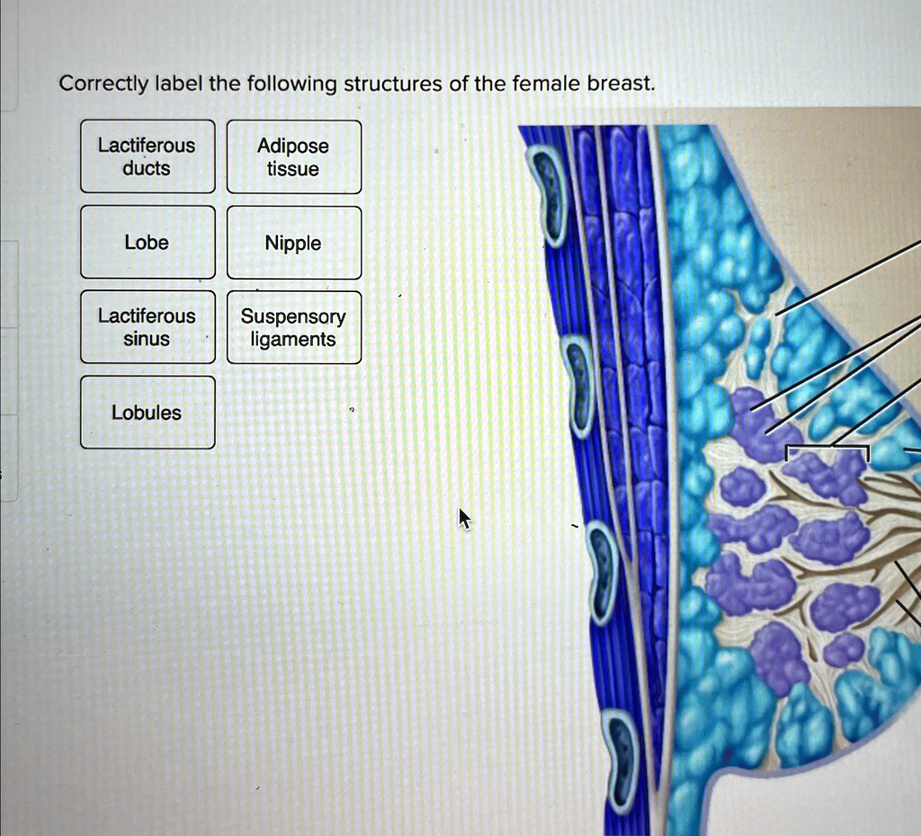 Correctly label the following structures of the female breast. able ...