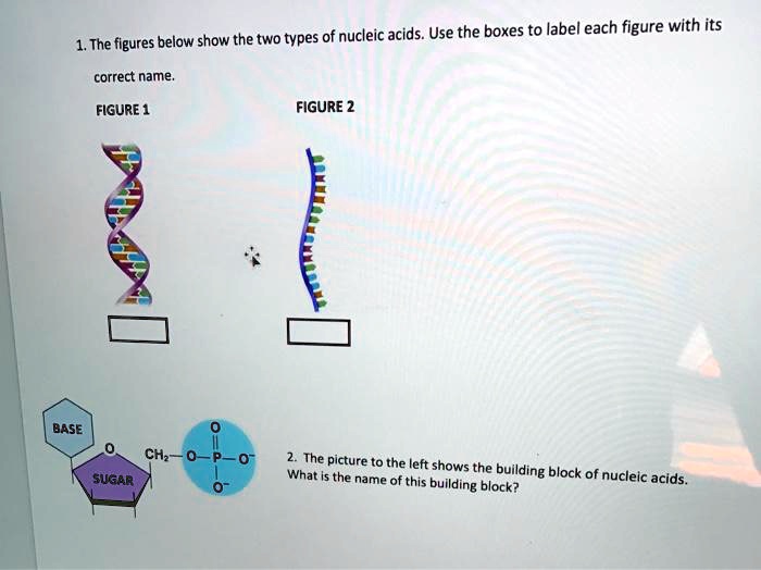 1. The figures below show the two types of nucleic acids. Use the boxes ...
