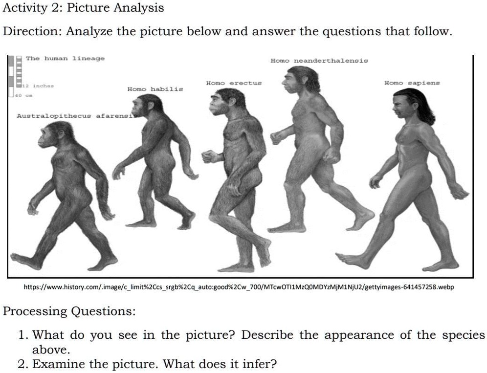 Activity 2: Picture Analysis
Direction: Analyze the picture below and answer the questions that follow.

The human lineage
12 inches
40 cm
Australopithecus afarensis
Homo habilis
Homo erectus
Homo neanderthalensis
Homo sapiens

https://www.history.com/.image/climit%2Ccssrgb%2Cqauto:good%2Cw700/MTcwOTI1MzQ0MDYzMjM1NjU2/gettyimages-641457258.webp

Processing Questions:
1. What do you see in the picture? Describe the appearance of the species
above.
2. Examine the picture. What does it infer?