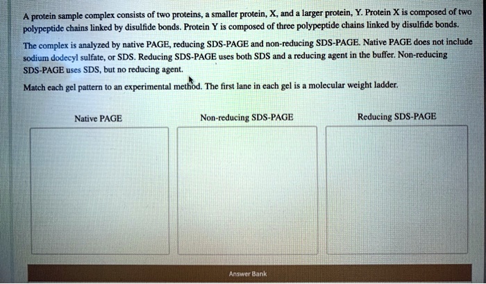 A protein sample complex consists of two proteins, a smaller protein, X ...