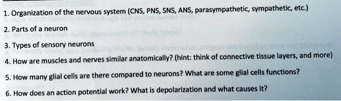 1. Organization of the nervous system (CNS, PNS, SNS, ANS, parasympathetic, sympathetic, etc.)
2. Parts of a neuron
3. Types of sensory neurons
4. How are muscles and nerves similar anatomically? (hint: think of connective tissue layers, and more)
5. How many glial cells are there compared to neurons? What are some glial cells functions?
6. How does an action potential work? What is depolarization and what causes it?
