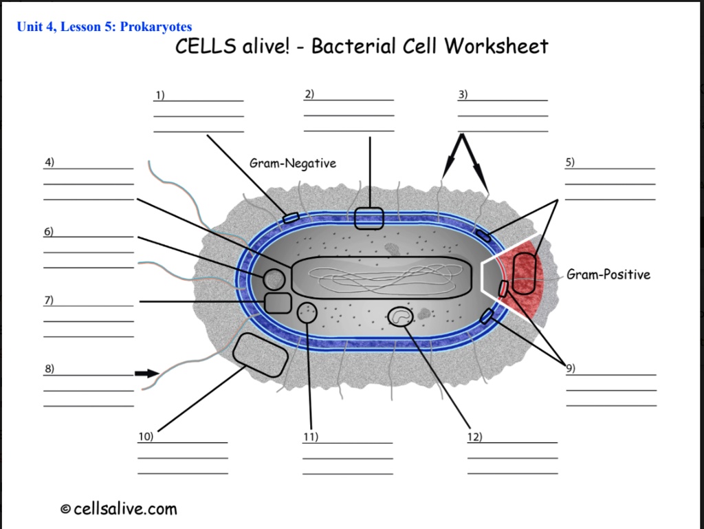 Solved Unit 4 Lesson 5 Prokaryotes Cells Alive Bacterial Cell Worksheet Gram Negative Gram 5444