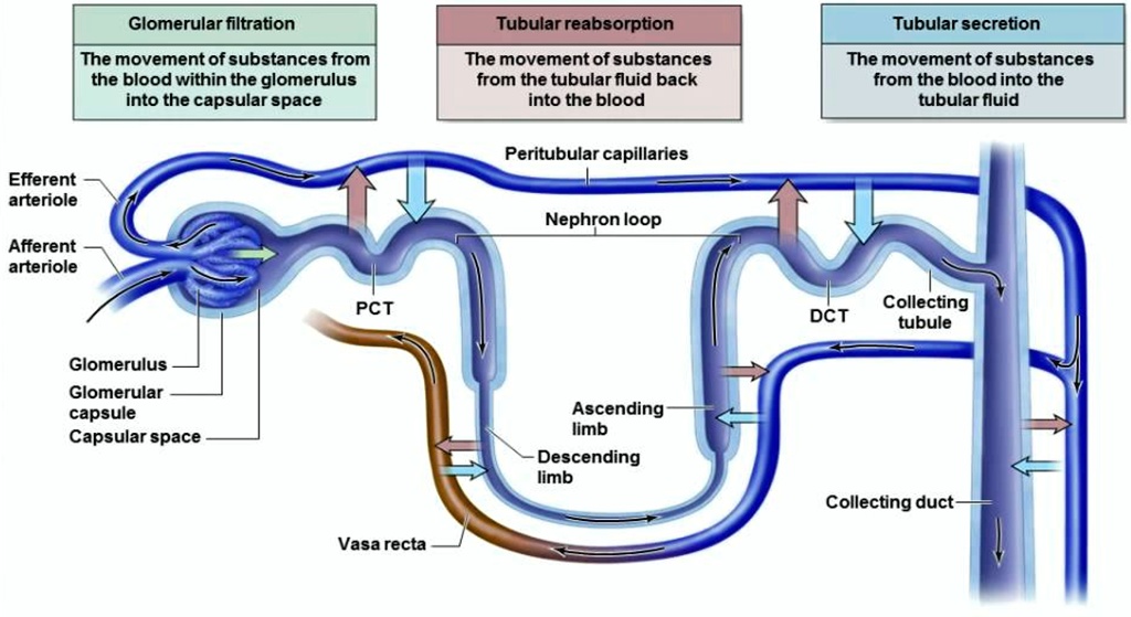 Efferent
arteriole
Afferent
arteriole
Glomerular filtration
The movement of substances from
the blood within the glomerulus
into the capsular space
Tubular reabsorption
The movement of substances
from the tubular fluid back
into the blood
Peritubular capillaries
Nephron loop
Tubular secretion
The movement of substances
from the blood into the
tubular fluid
Glomerulus
Glomerular
capsule
Capsular space
PCT
Vasa recta
Ascending
limb
Descending
limb
DCT
Collecting
tubule
Collecting duct