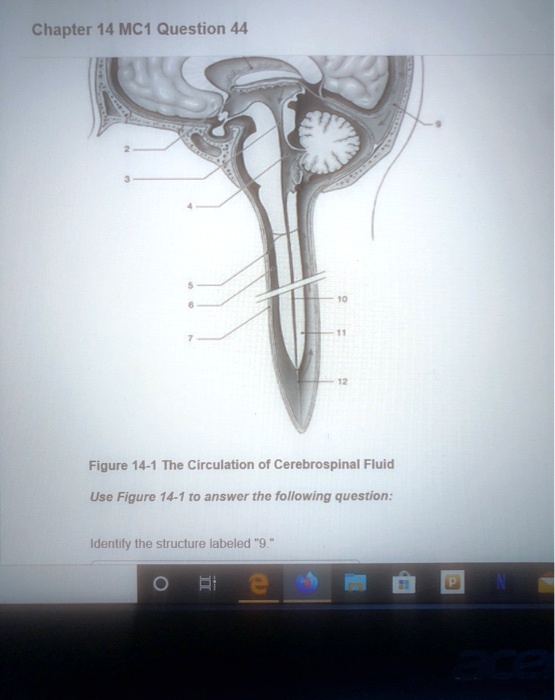 Solved Chapter 14 Mc1 Question 44 Figure 14 1 The Circulation Of Cerebrospinal Fluid Use