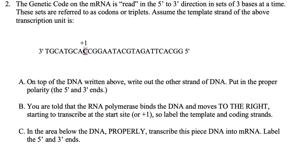 2. The Genetic Code on the mRNA is "read" in the 5' to 3' direction in sets of 3 bases at a time.
These sets are referred to as codons or triplets. Assume the template strand of the above
transcription unit is:
+1
3' TGCATGCACCGGAATACGTAGATTCACGG 5'
A. On top of the DNA written above, write out the other strand of DNA. Put in the proper
polarity (the 5' and 3' ends.)
B. You are told that the RNA polymerase binds the DNA and moves TO THE RIGHT,
starting to transcribe at the start site (or +1), so label the template and coding strands.
C. In the area below the DNA, PROPERLY, transcribe this piece DNA into mRNA. Label
the 5' and 3' ends.