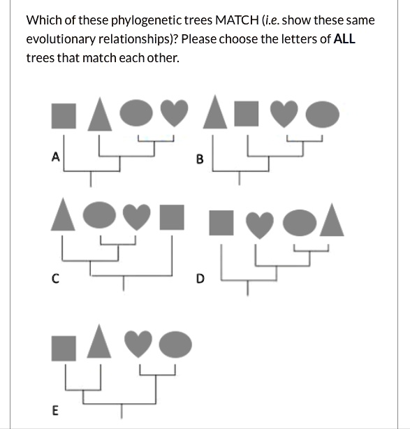 Which of these phylogenetic trees MATCH (i.e. show these same
evolutionary relationships)? Please choose the letters of ALL
trees that match each other.