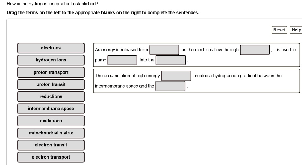 How is the hydrogen ion gradient established? Drag th… SolvedLib