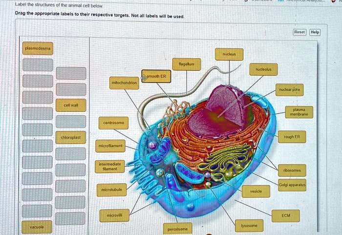 I need help. Label the structures of the animal cell below. Drag the ...