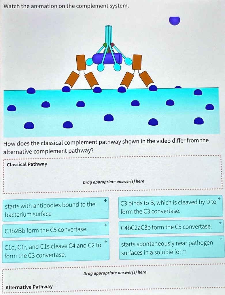 VIDEO solution: Watch the animation on the complement system.does the ...