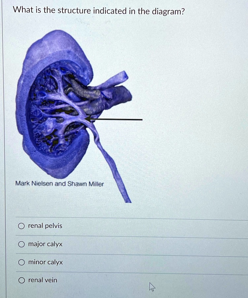 What is the structure indicated in the diagram? renal pelvis major ...