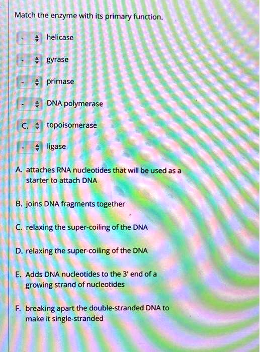 SOLVED Match the enzyme with its primary function helicase gyrase