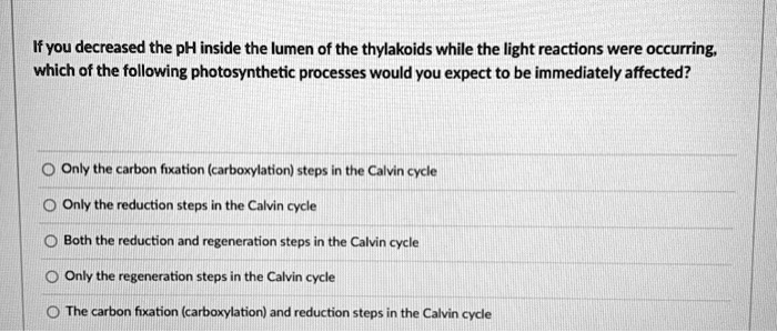 If you decreased the pH inside the lumen of the thylakoids while the light reactions were occurring, which of the following photosynthetic processes would you expect to be immediately affected?
Only the carbon fixation (carboxylation) steps in the Calvin cycle
Only the reduction steps in the Calvin cycle
Both the reduction and regeneration steps in the Calvin cycle
Only the regeneration steps in the Calvin cycle
The carbon fixation (carboxylation) and reduction steps in the Calvin cycle