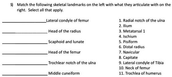 SOLVED: 5) Match the following skeletal landmarks on the left with what ...