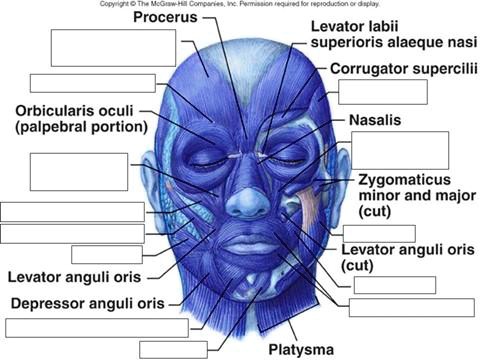 SOLVED Copyright Procerus Keydep Levator labii superioris