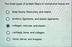 the three types of protein fibers in connective tissue are deep fascia fibrocytes and matrix tendons ligaments and elastic ligaments collagen reticular and elastic cartilage bone and collage 52654