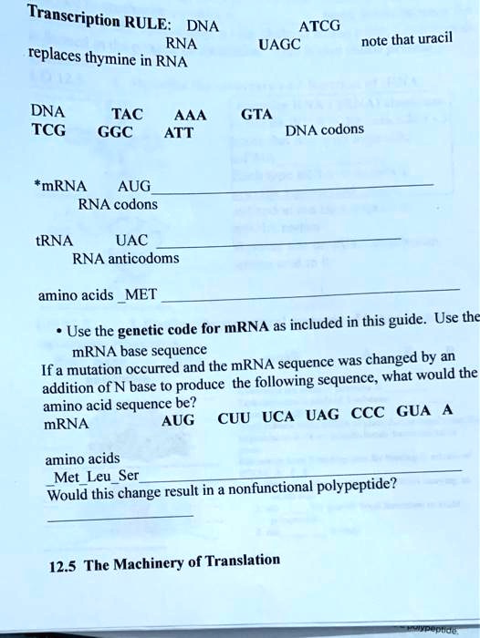 SOLVED Transcription RULE DNA RNA replaces thymine in RNA. ATCG UAGC