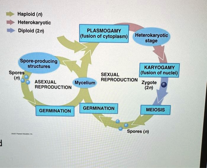 SOLVED Haploid (n) Heterokaryotic Diploid (2n) PLASMOGAMY ((fusion of