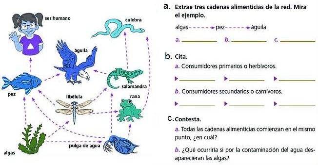 Observa Las Imágenes Y Responde. Extrae Tres Cadenas Alimenticias De La ...