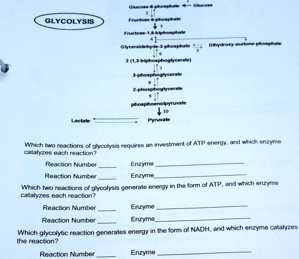 GLYCOLYSIS
1 Glucose
Glucose-6-phosphate
2
Fructose-6-phosphate
3
Fructose-1,6-biphosphate
4
Glyceraldehyde-3-phosphate 5 Dihydroxy-acetone-phosphate
6
2 (1,3-biphosphoglycerate)
7
3-phosphoglycerate
8
2-phosphoglycerate
9
phosphoenolpyruvate
10
Lactate Pyruvate
Which two reactions of glycolysis requires an investment of ATP energy, and which enzyme catalyzes each reaction?
Reaction Number  Enzyme 
Reaction Number  Enzyme 
Which two reactions of glycolysis generate energy in the form of ATP, and which enzyme catalyzes each reaction?
Reaction Number  Enzyme 
Reaction Number  Enzyme 
Which glycolytic reaction generates energy in the form of NADH, and which enzyme catalyzes the reaction?
Reaction Number  Enzyme 