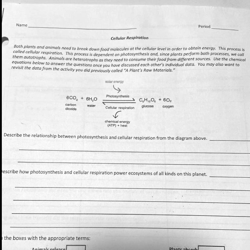 SOLVED Describe the relationship between photosynthesis and cellular