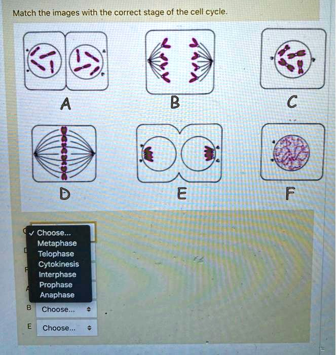 SOLVED: Match the images with the correct stage of the cell cycle E ...