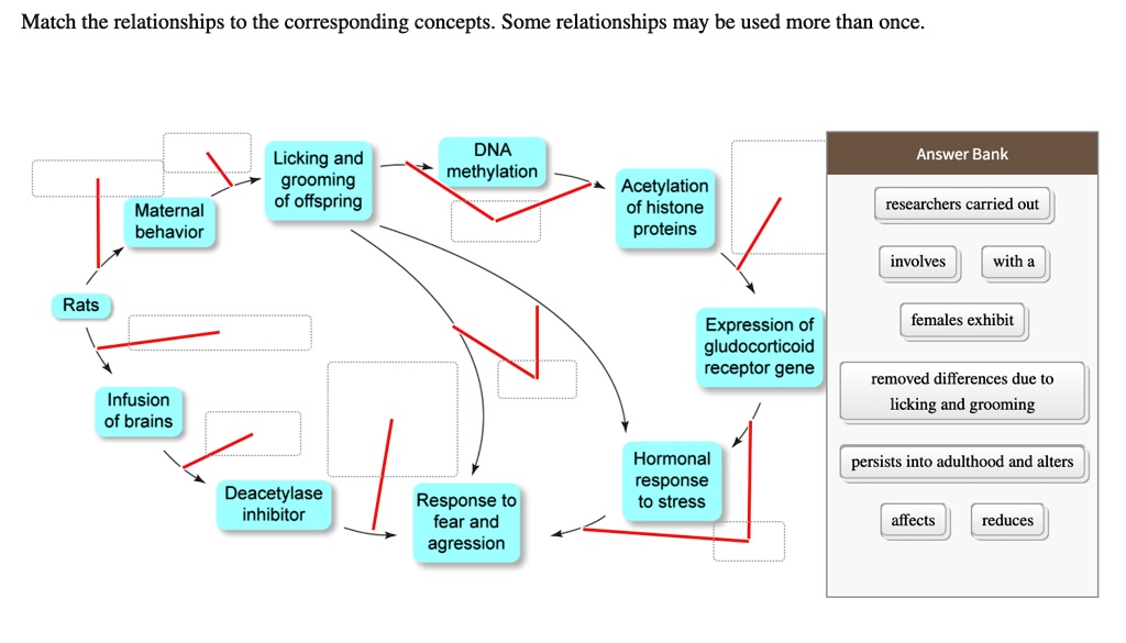 Match the relationships to the corresponding concepts. Some relationships may be used more than once.
Rats
Maternal behavior
Licking and grooming of offspring
DNA methylation
Acetylation of histone proteins
Expression of gludocorticoid receptor gene
Infusion of brains
Deacetylase inhibitor
Response to fear and aggression
Hormonal response to stress
Answer Bank
researchers carried out
involves
with a
females exhibit
removed differences due to licking and grooming
persists into adulthood and alters
affects
reduces