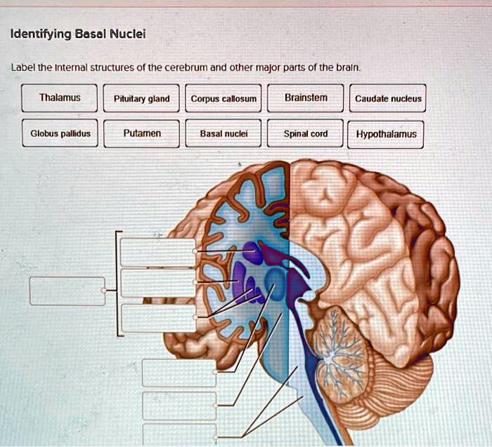 SOLVED: Identifying Basal Nuclei Label The Internal Structures Of The ...