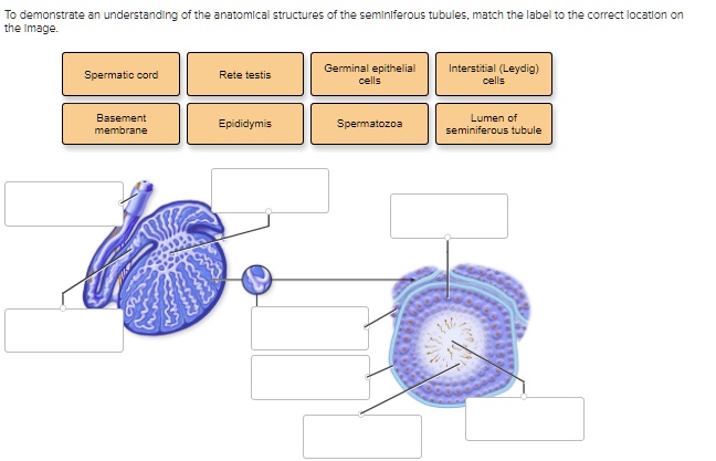 To Demonstrate An Understanding Of The Anatomical Structures Of The Seminiferous Tubules Match 8346