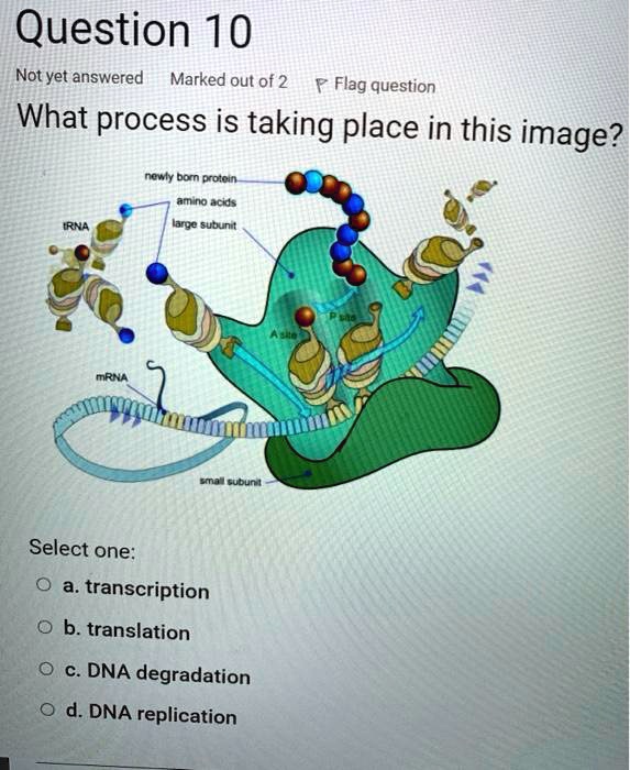 Question 10
What process is taking place in this image?
newly born protein
amino acids
large subunit
tRNA
A site
P site
mRNA
small subunit
Select one:
a. transcription
b. translation
c. DNA degradation
d. DNA replication