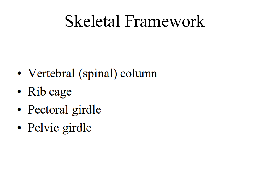 Spinal Column Framework Skeletal Framework - Vertebral (spinal) column - Rib cage - Pectoral ...