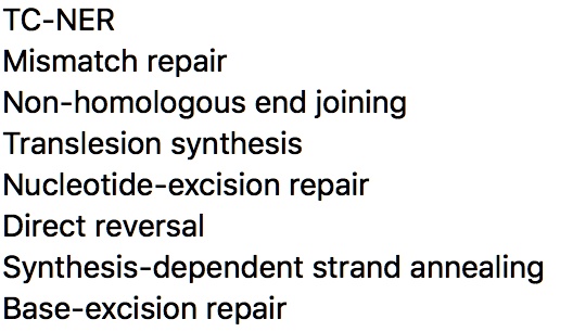 SOLVED: TC-NER Mismatch Repair Non-homologous End Joining Translesion ...