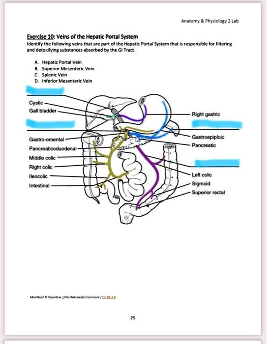 Anatomy Physiology 2 Lab Exercise 10: Veins of the Hepatic Portal ...