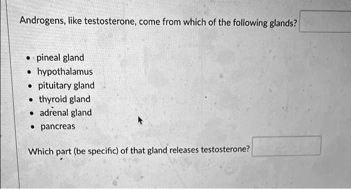 TESTOSTERONE HORMONE GLAND visual data 7