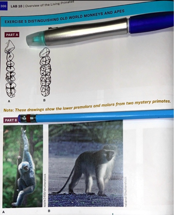 Primal 306 LAB 10 Overview of the Living and Apes Monkeys Distinguishing Old World Exercise