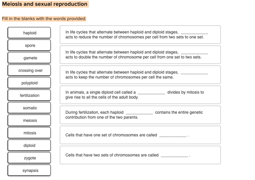 Meiosis and sexual reproduction
Fill in the blanks with the words provided.
haploid
spore
gamete
crossing over
polyploid
fertilization
somatic
meiosis
mitosis
diploid
zygote
synapsis
In life cycles that alternate between haploid and diploid stages,  acts to reduce the number of chromosomes per cell from two sets to one set.
In life cycles that alternate between haploid and diploid stages,  acts to double the number of chromosome per cell from one set to two sets.
In life cycles that alternate between haploid and diploid stages,  acts to keep the number of chromosomes per cell the same.
In animals, a single diploid cell called a  divides by mitosis to give rise to all the cells of the adult body.
During fertilization, each haploid  contains the entire genetic contribution from one of the two parents.
Cells that have one set of chromosomes are called .
Cells that have two sets of chromosomes are called .