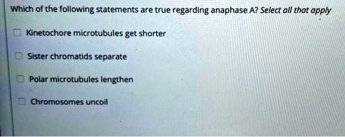 Solved:which Of The Following Statements Are True Regarding Anaphase A?  Select All That Apply Kinetochore Microtubules Get Shorter Sister Chromatids  Separate Polar Microtubules Lengthen Chromosomes Uncoil Solved:which Of The Following Statements Are True Regarding Anaphase A?  Select All That Apply Kinetochore Microtubules Get Shorter Sister Chromatids  Separate Polar Microtubules Lengthen Chromosomes Uncoil