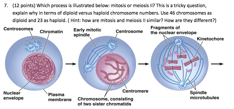 Hapliod Process 12 points which process is illustrated below mitosis or meiosis il this ...