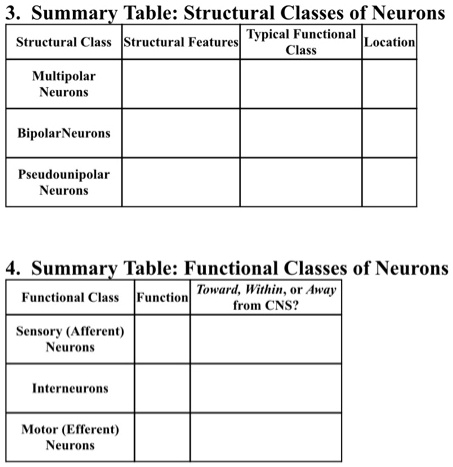 Solved 3 Summary Table Structural Classes Of Neurons Typical Solved 3 Summary Table Structural Classes Of Neurons Typical