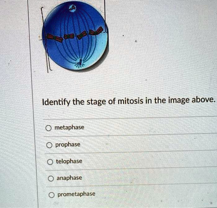 Identify the stage of mitosis in the image above.

metaphase
prophase
telophase
anaphase
prometaphase