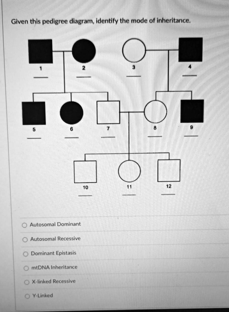 autosomal recessive inheritance pedigree