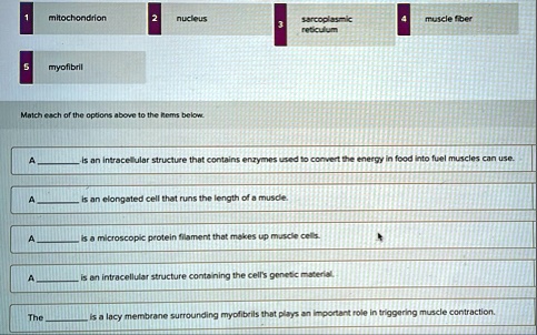 1 mitochondrion 2 nucleus 3 sarcoplasmic reticulum 4 muscle fiber 5 myofibril match each of the options above to the items below a  is an intracellular structure that contains enzymes  98513